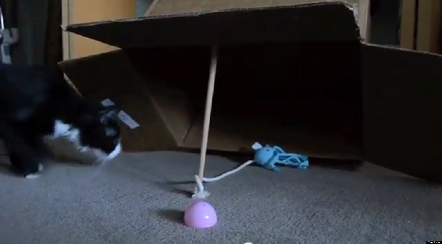 How To Catch A Cat (VIDEO) HuffPost