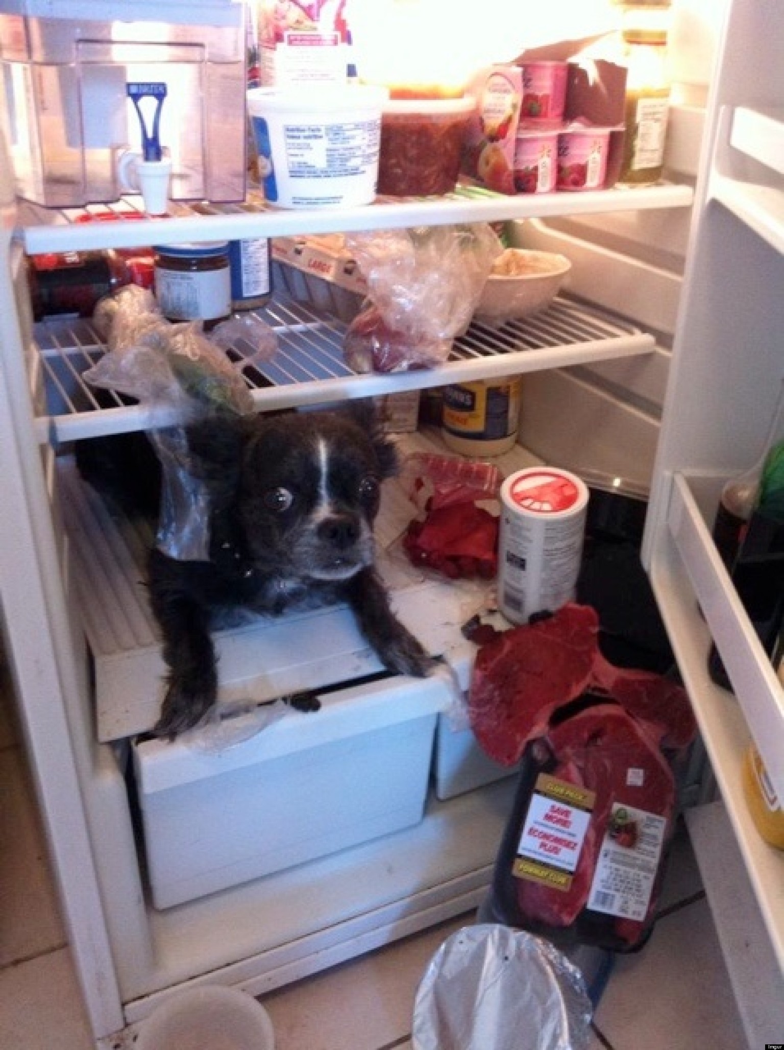 Dog Hiding In Refrigerator Surrounded By Steaks Is Priceless (PHOTO