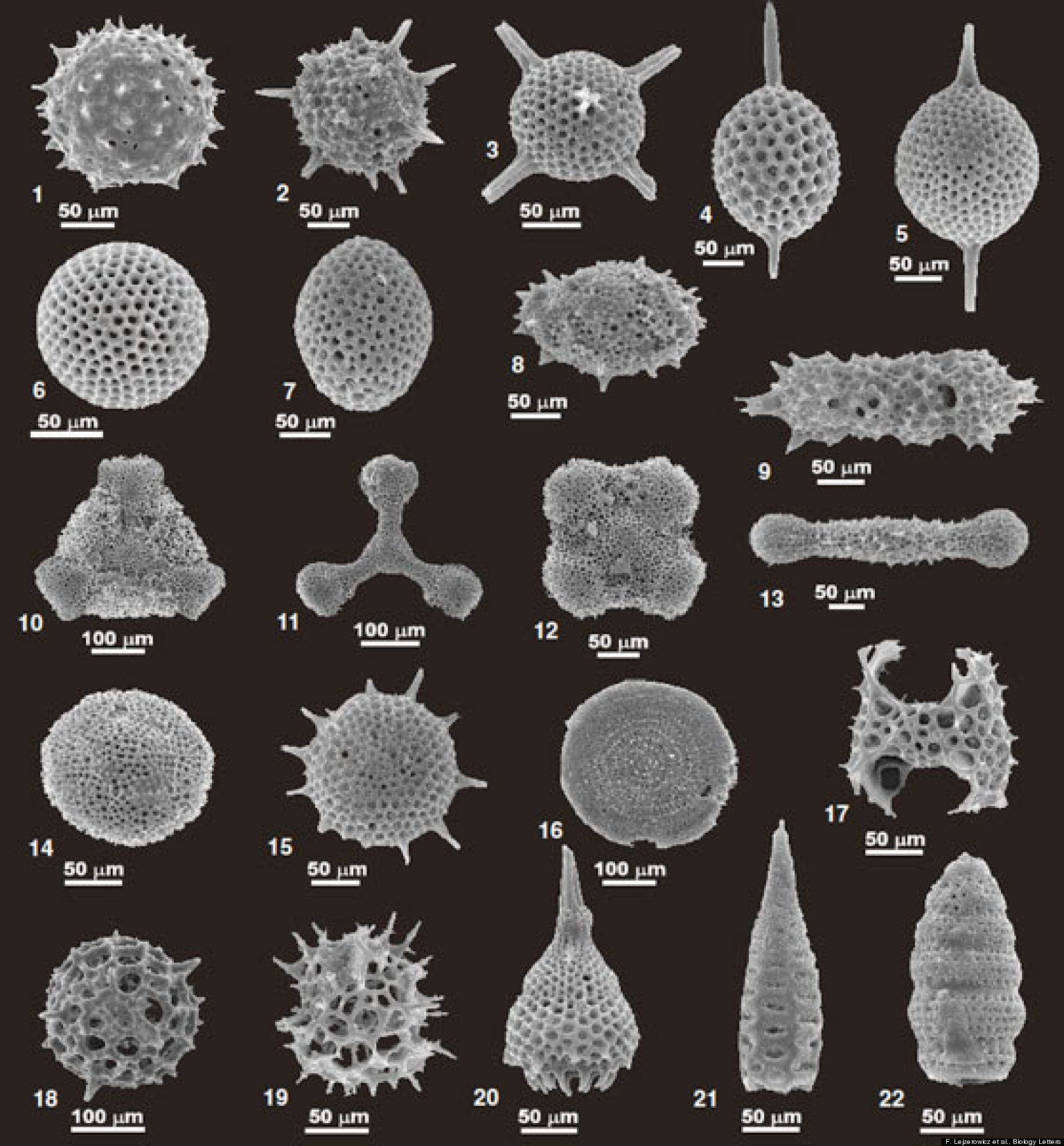 Deep Sea DNA Discovered From Fossils Of Ancient Single-Celled Creatures ...