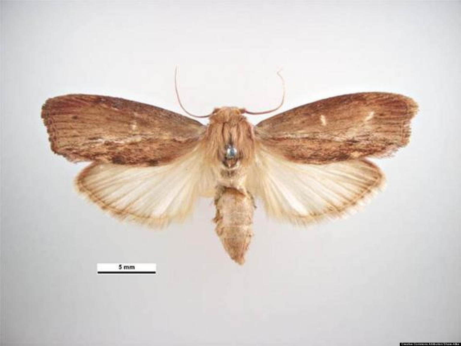 Greater Wax Moth Has Ultrasonic Hearing, Scientists Discover HuffPost
