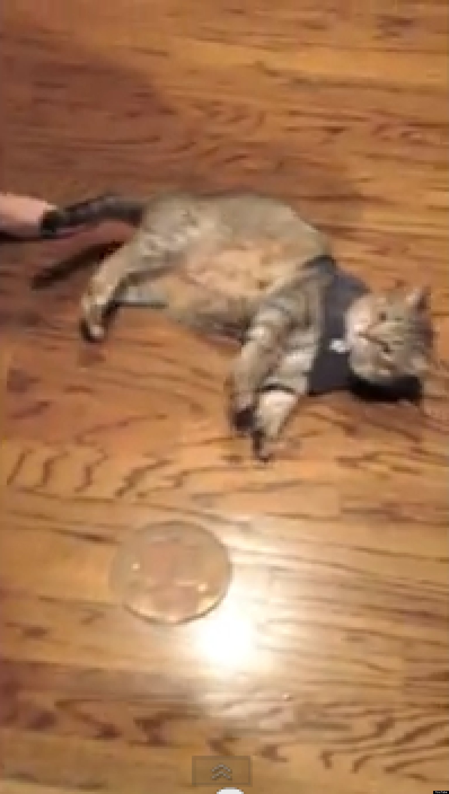 Cat Hypnotized By Thundershirt Just Falls Over Video Huffpost 