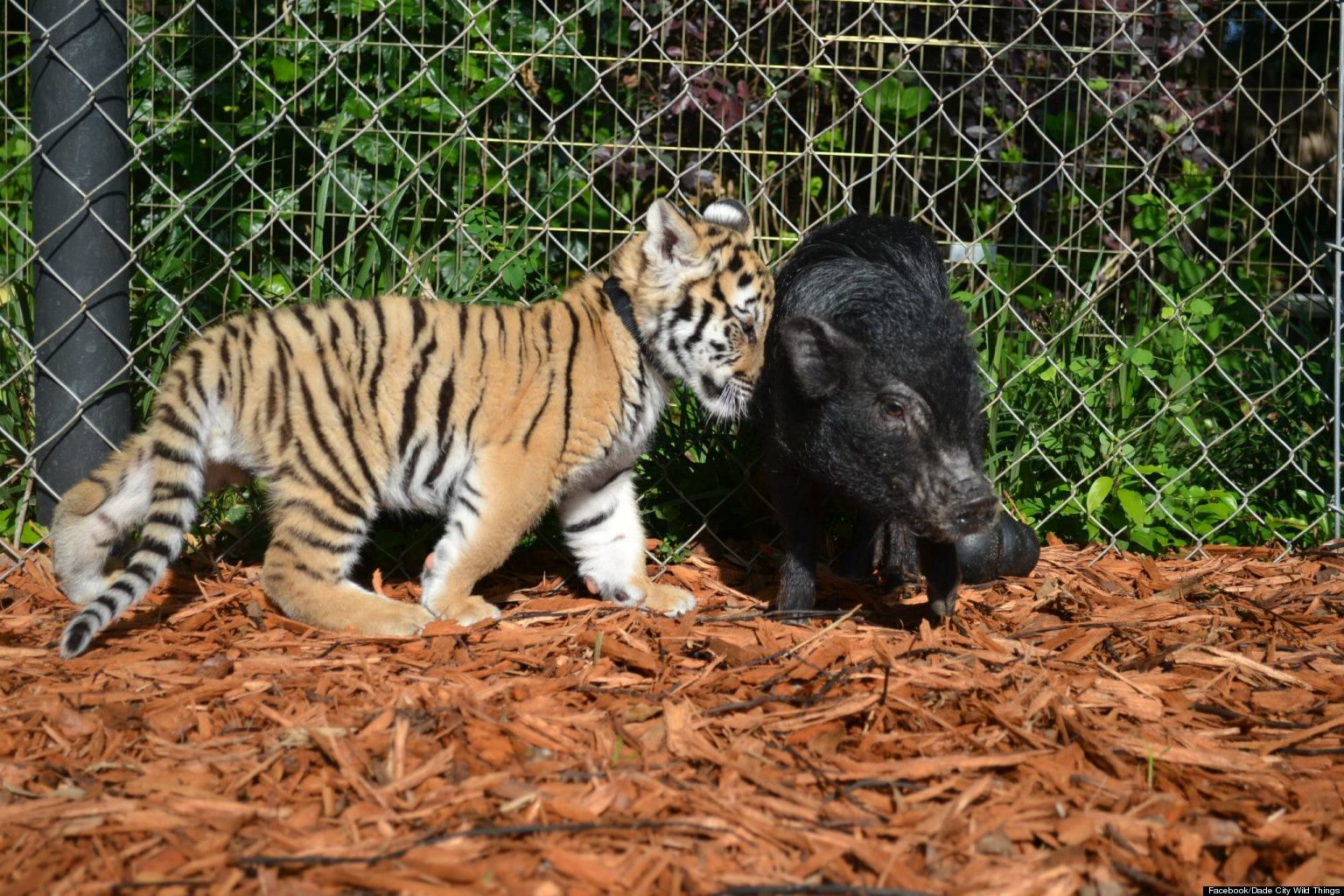 the tiger and the pig Brother pig is a pig who is best friends with kipper, tiger and jake he has a cousin named arnold, who didn't appear until pig's cousin he speaks with a brummie accent. the tiger and the pig Brother pig is a pig who is best friends with kipper, tiger and jake he has a cousin named arnold, who didn't appear until pig's cousin he speaks with a brummie accent.
