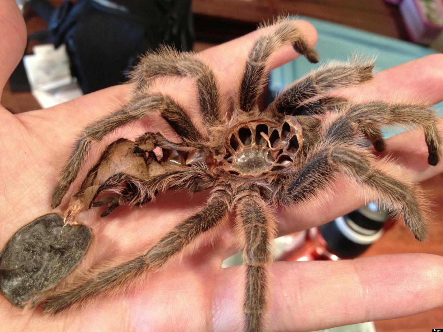 Molting Tarantula Leaves Behind Perfect Shell PHOTO HuffPost