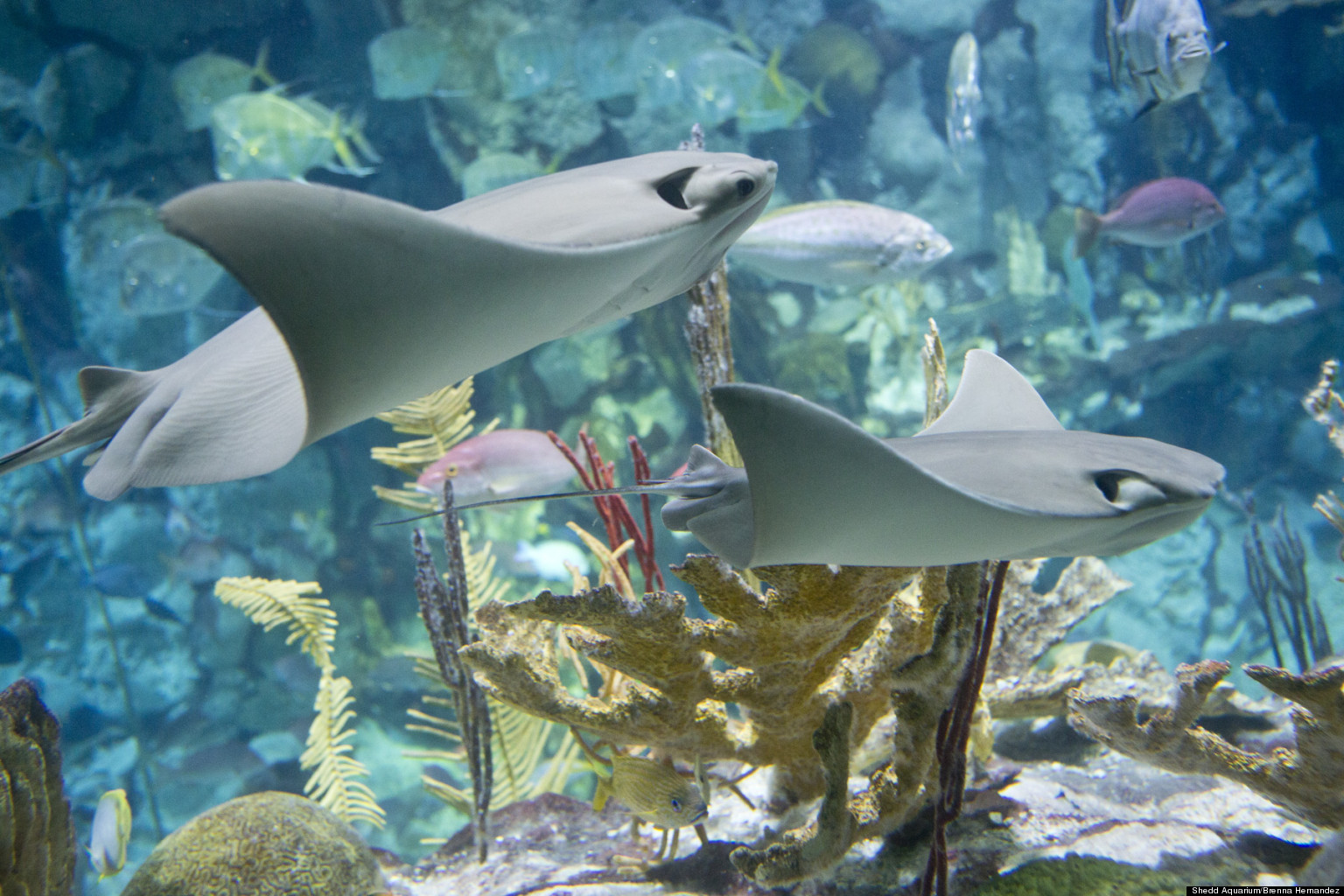 Shedd Stingray Touch: Aquarium Invites Guests Get A Feel For Stingrays ...