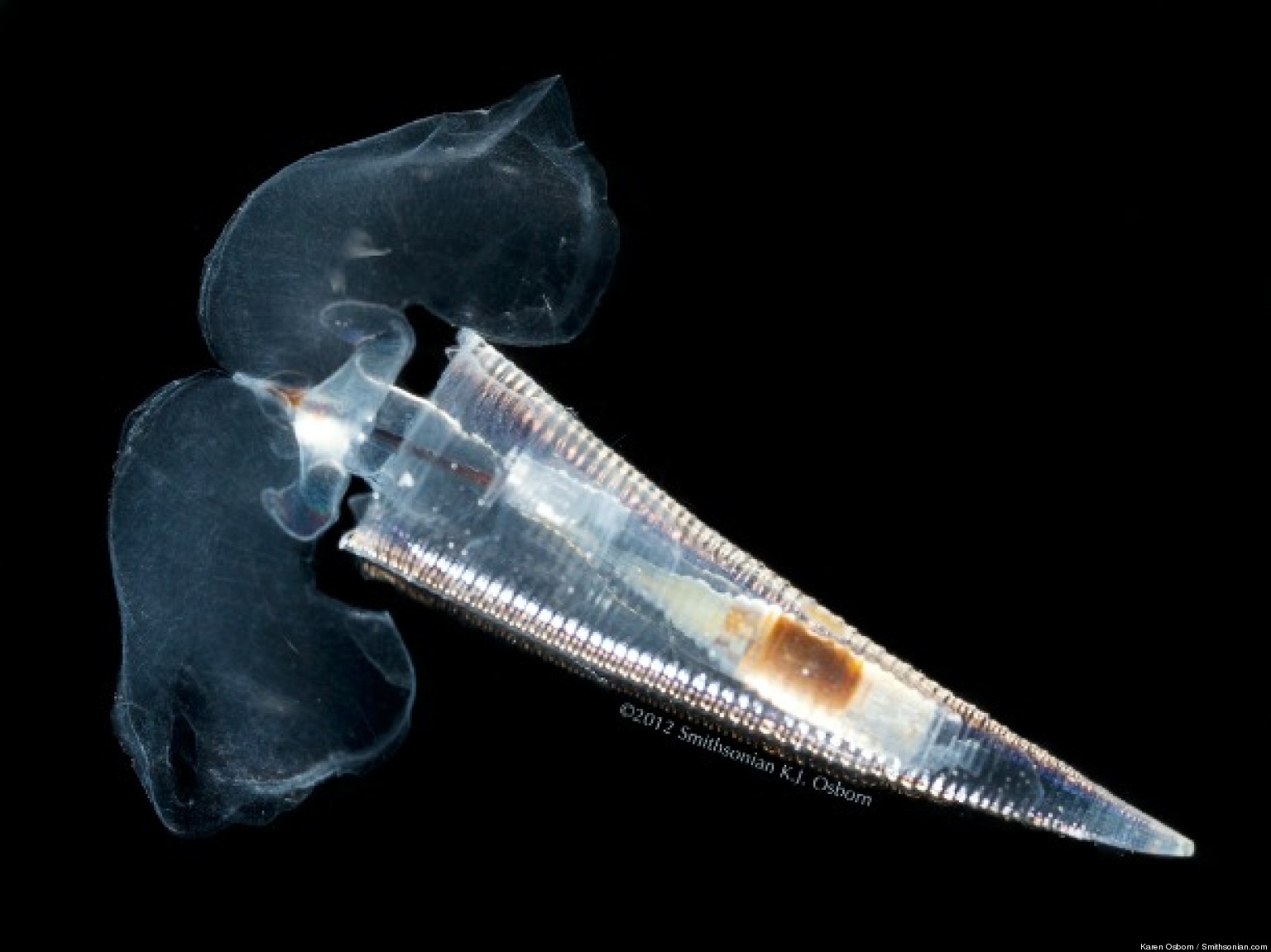 Sea Butterfly Photos Show Stunning Underwater Biodiversity HuffPost