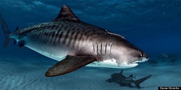 A Big Move for a Small State -- Delaware Bans Shark Fins | HuffPost