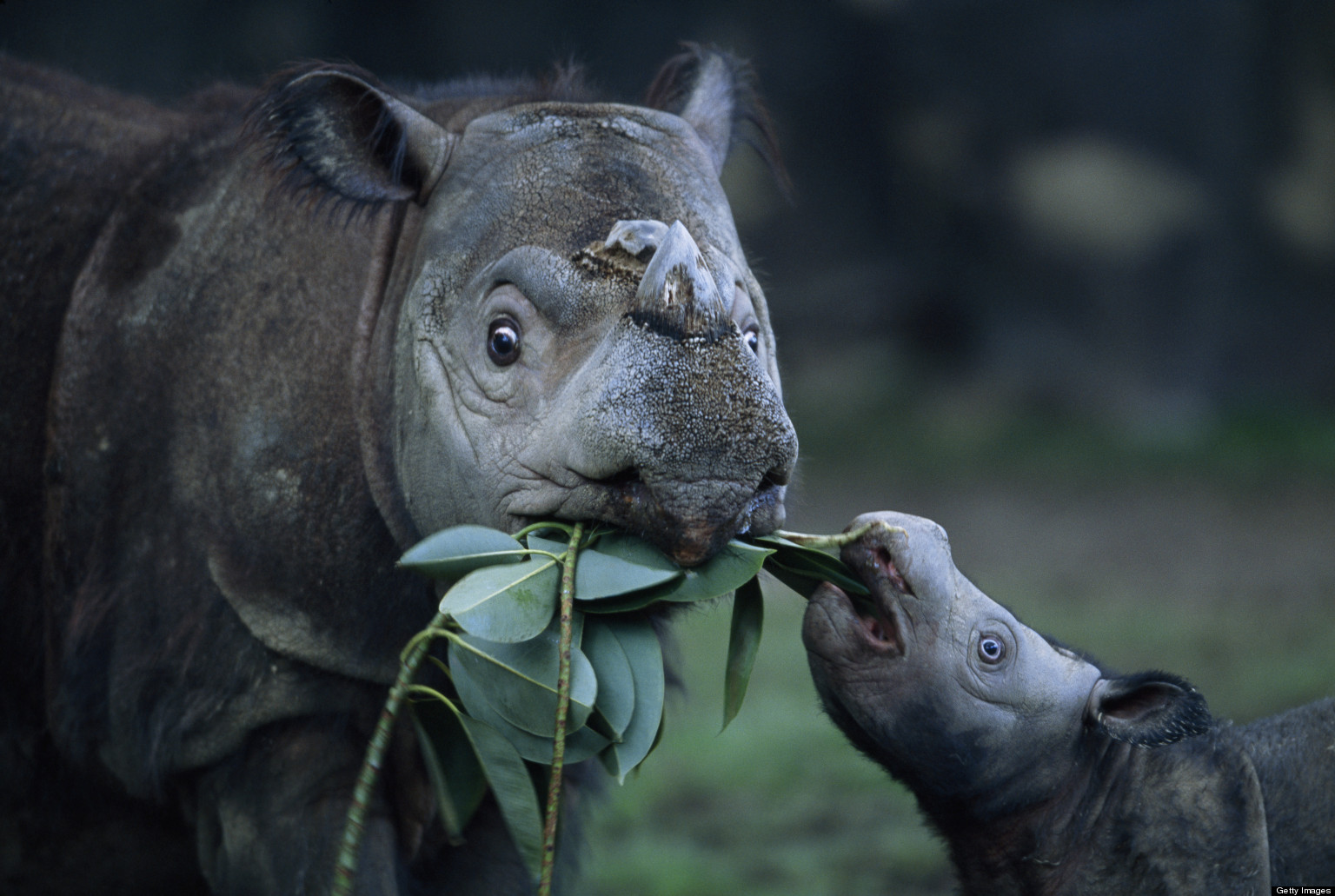 Palm Oil in American Stores Sending the Sumatran Rhino Into Extinction