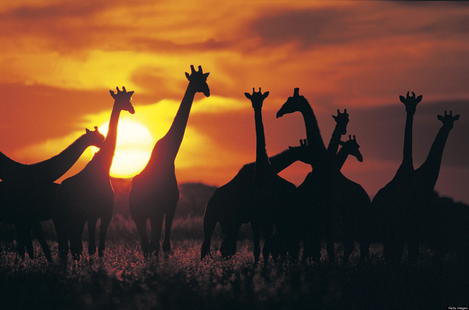 Serengeti Voted Best Park for African Safaris | HuffPost