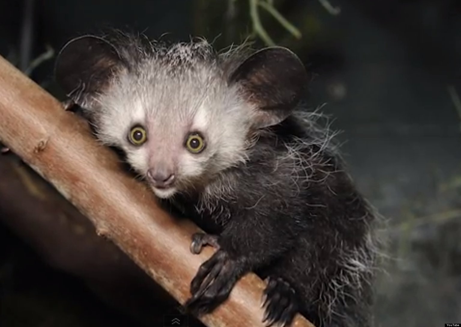 'True Facts About The Aye Aye' Will Give You Adorable Nightmares (VIDEO ...