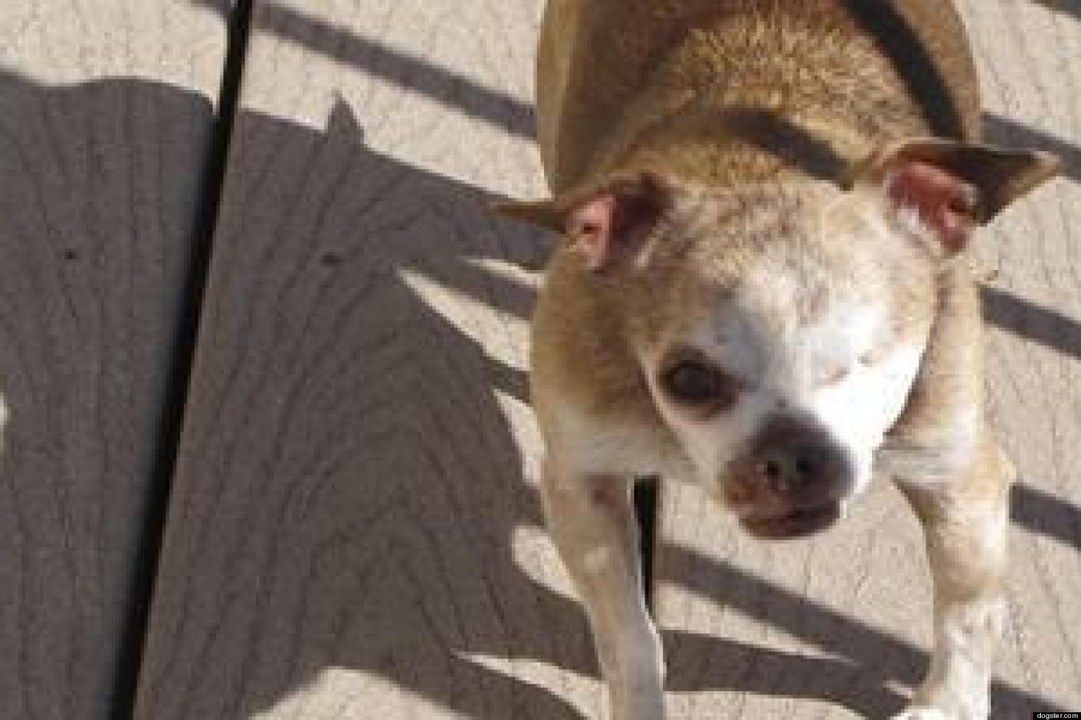 Two Chihuahuas, Puppy Mill Survivors, 'Spokesdogs' For National