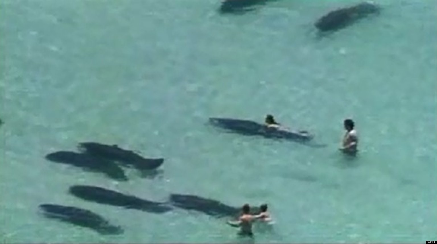 Manatee Miami Beach The Best Beaches In World Manatee Miami Beach The Best Beaches In World