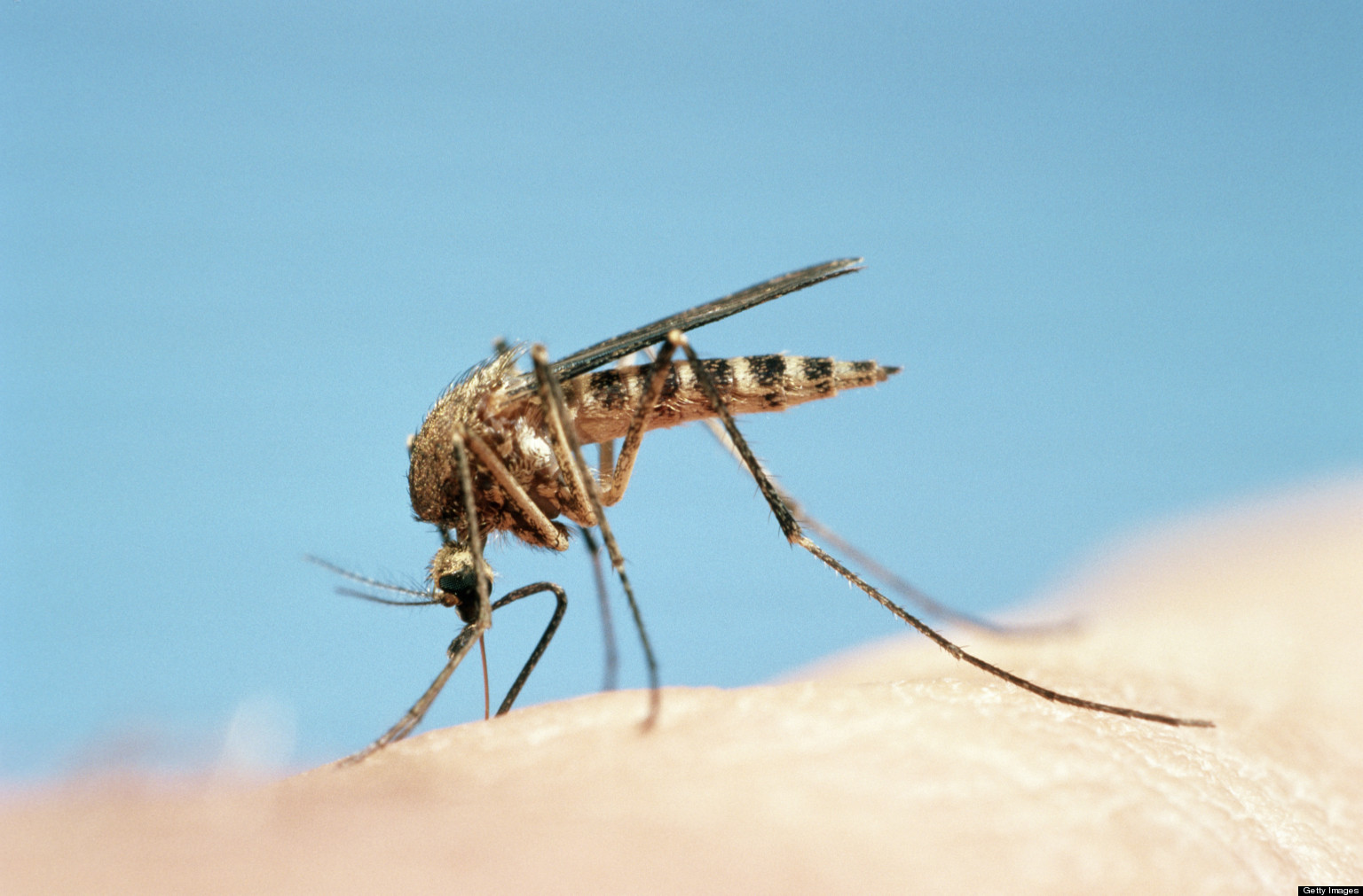 Mosquito Myths Misconceptions About The Insects And Their Diseases