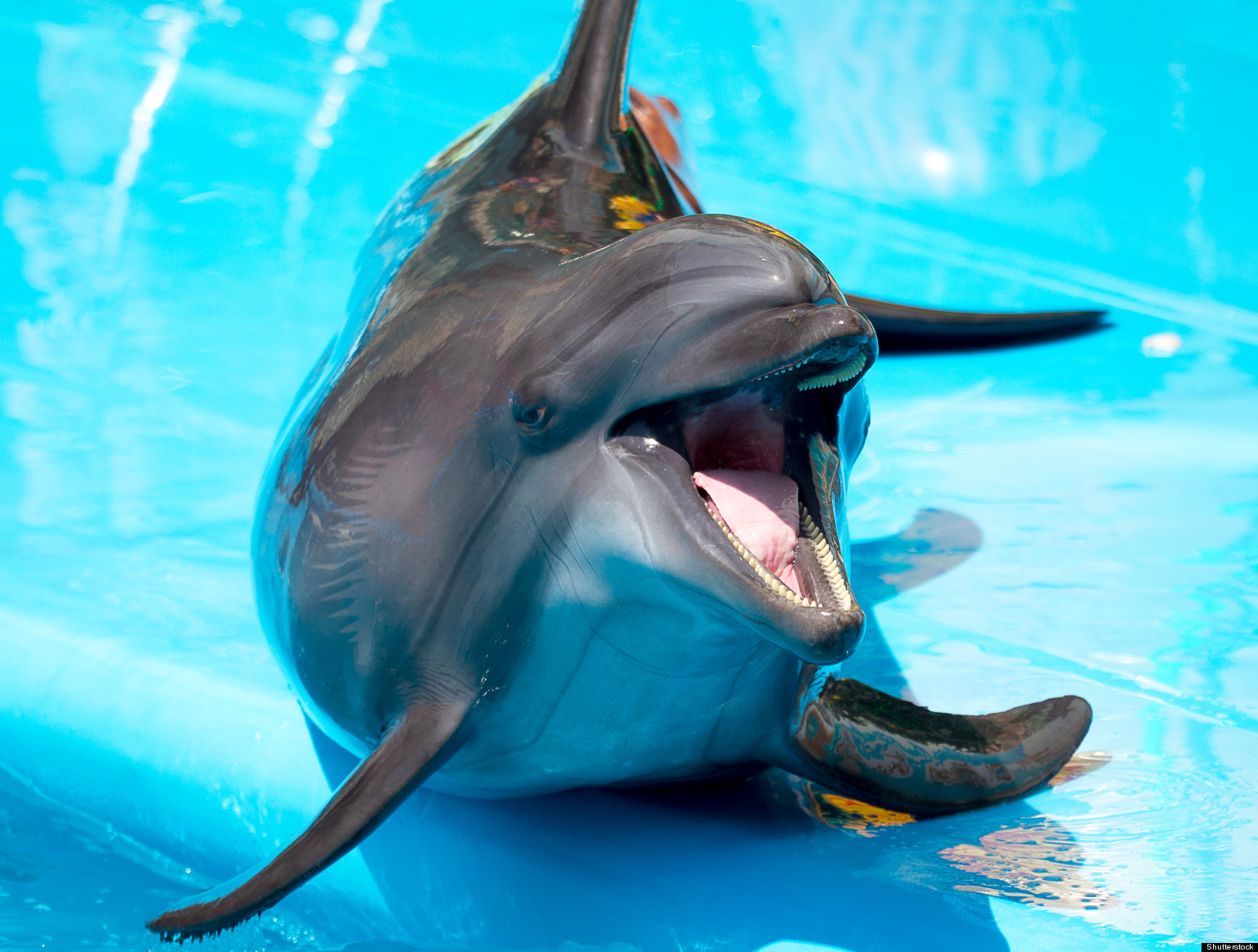 DolphinAssisted Birth Heather Barrington, Adam Barrington Plan CetaceanFilled Labor HuffPost