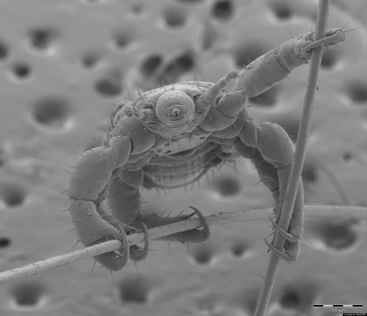 FEI Image Contest 2013 Puts Amazing Electron Microscope 