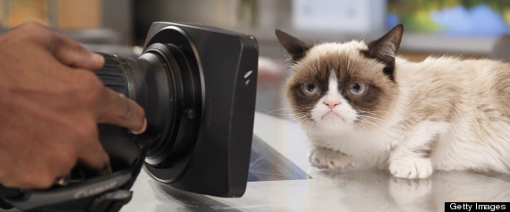 grumpy cat