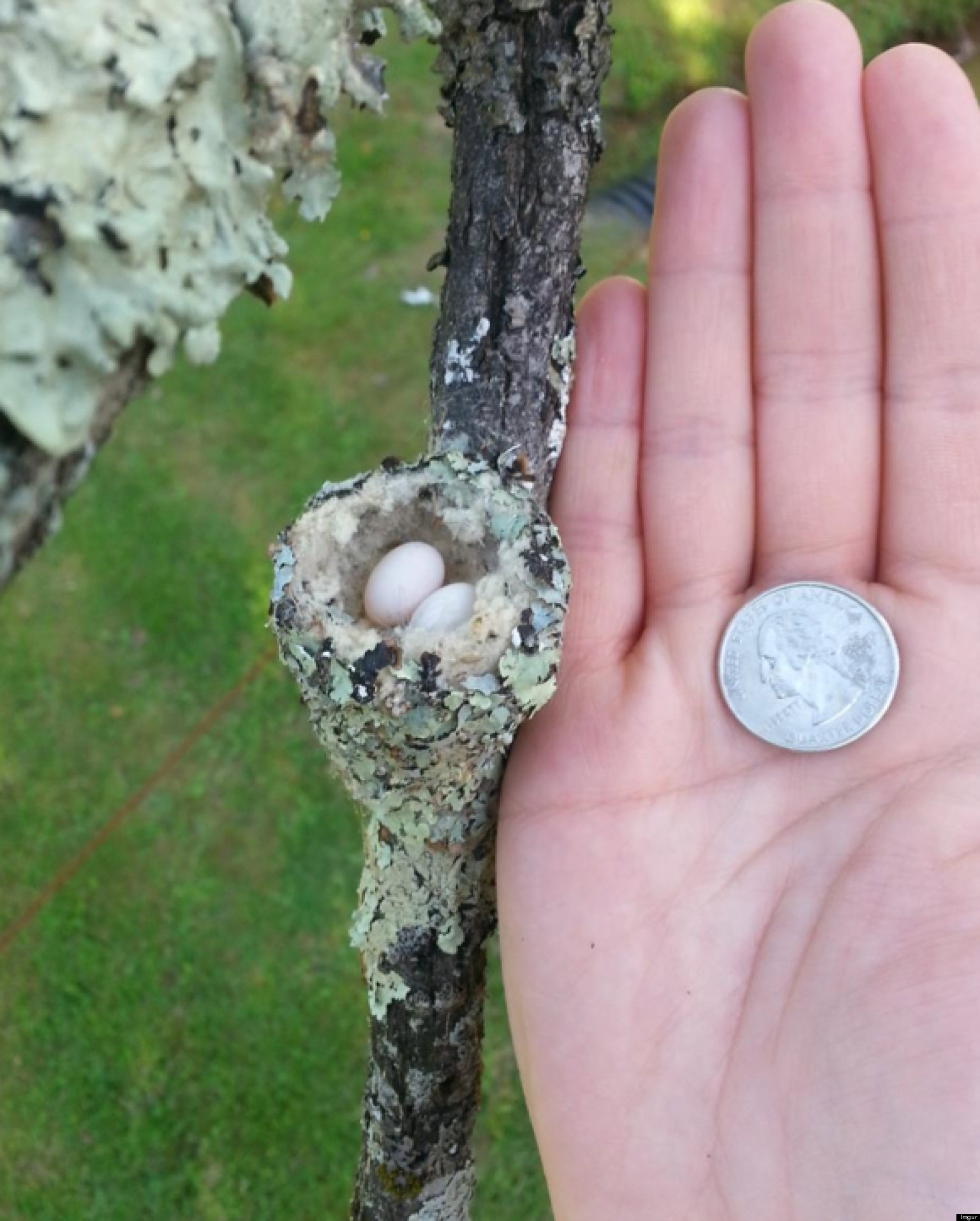 Tiny Hummingbird Nest Causes A Stir On Reddit (PHOTO) HuffPost