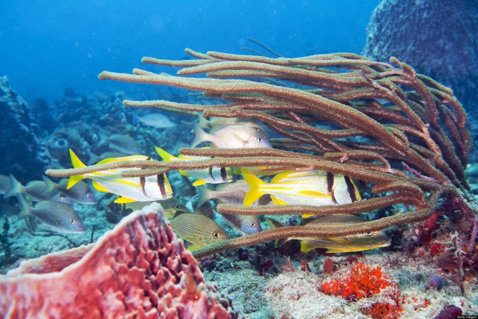 Florida Coral Reef Conservation Program Seeks Input Via Public Meetings