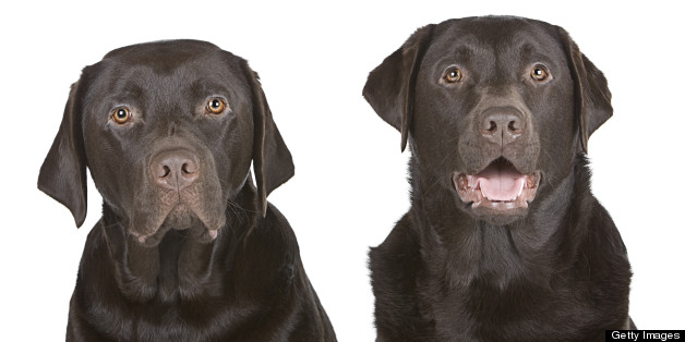 You can enter a competition to have your dog cloned