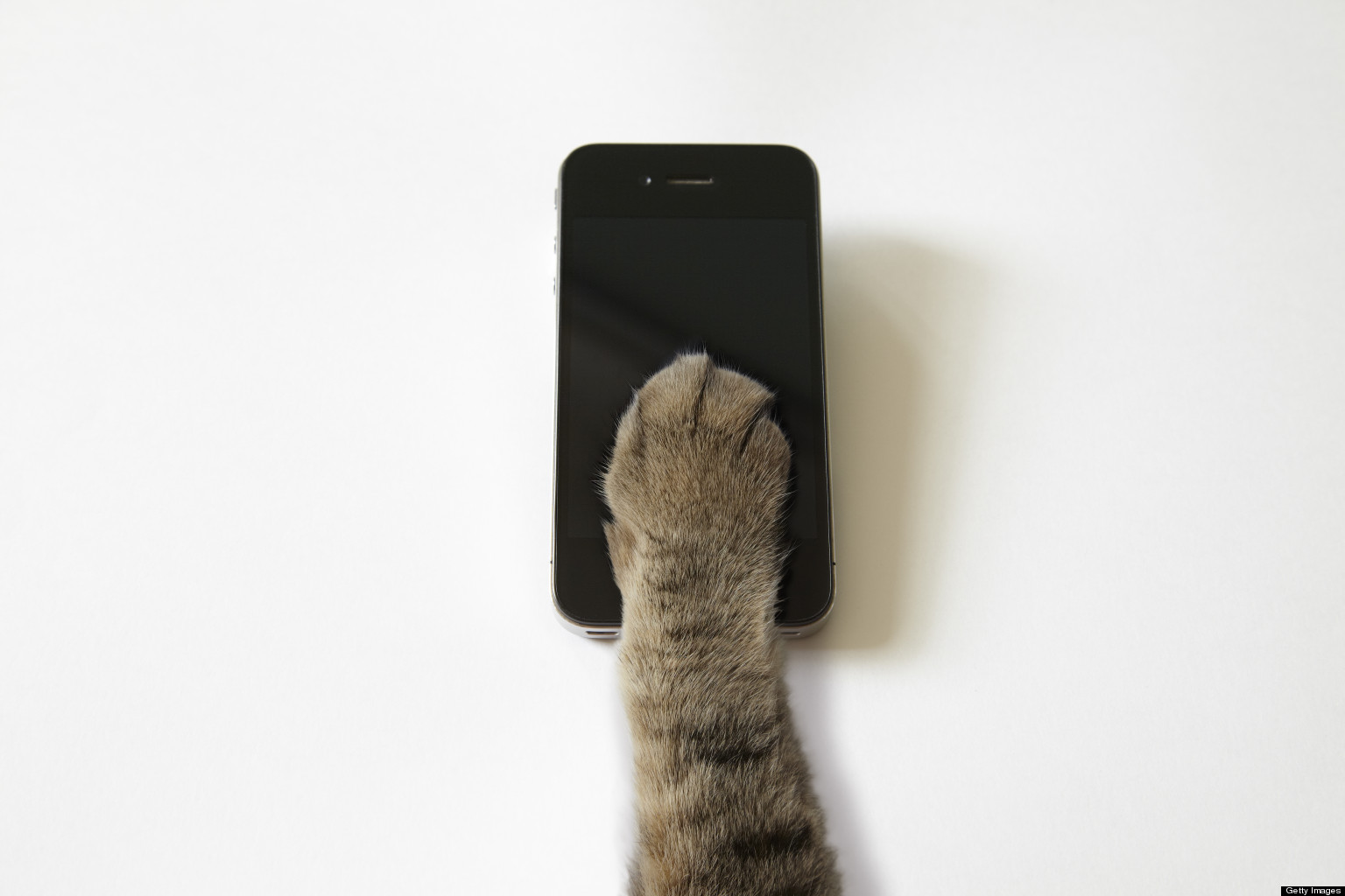 Cat Caught Smuggling Cell Phones Into Russian Prison HuffPost