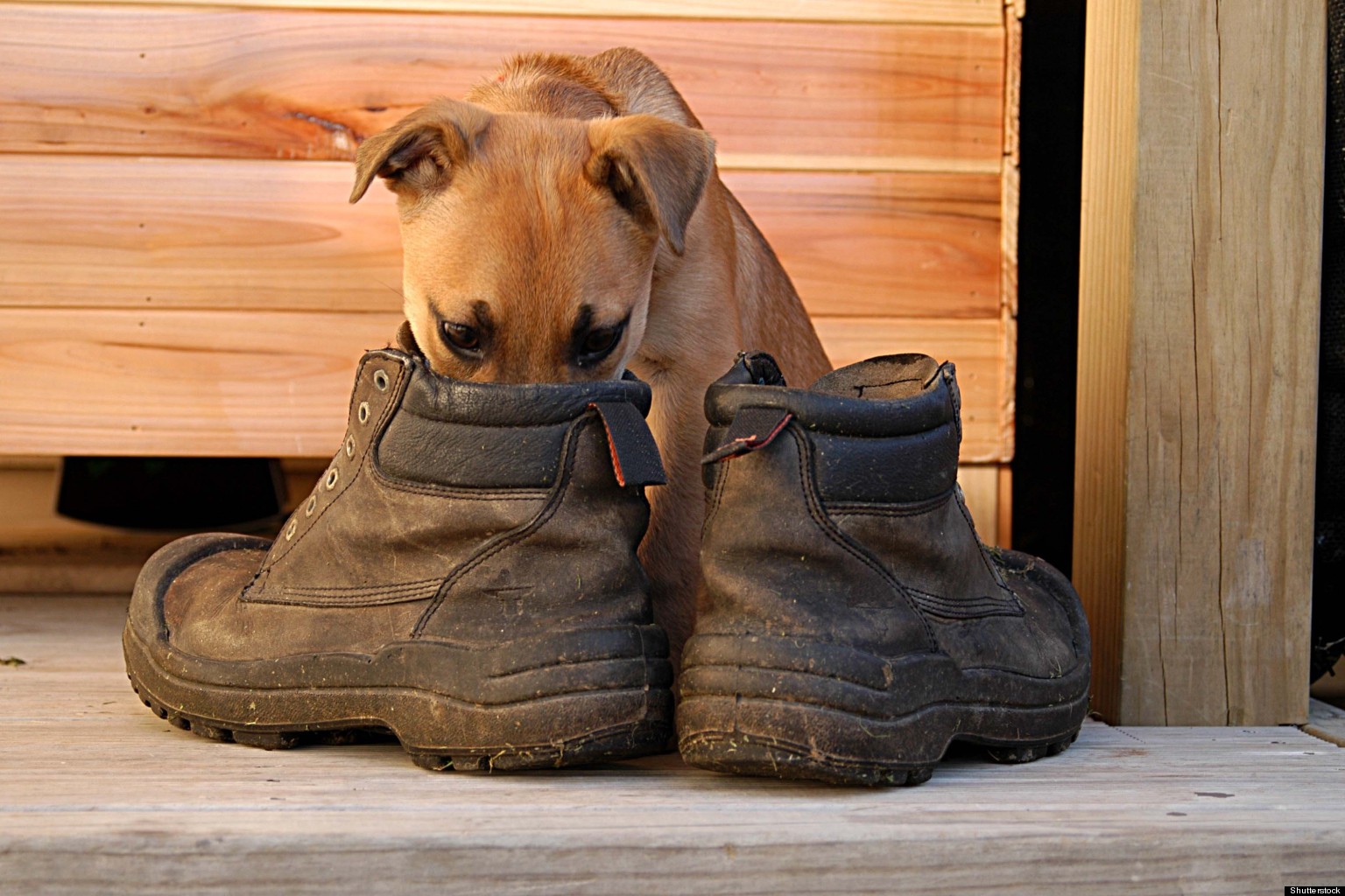 3 Super Easy Ways To Deodorize Your Stinky Shoes  HuffPost