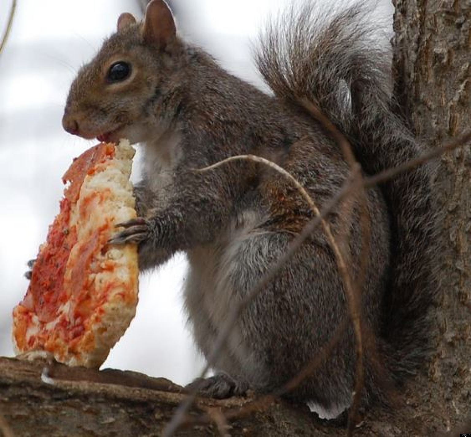 Check Out These Squirrels Eating Pizza, French Fries And Other Junk Food PHOTOS  HuffPost