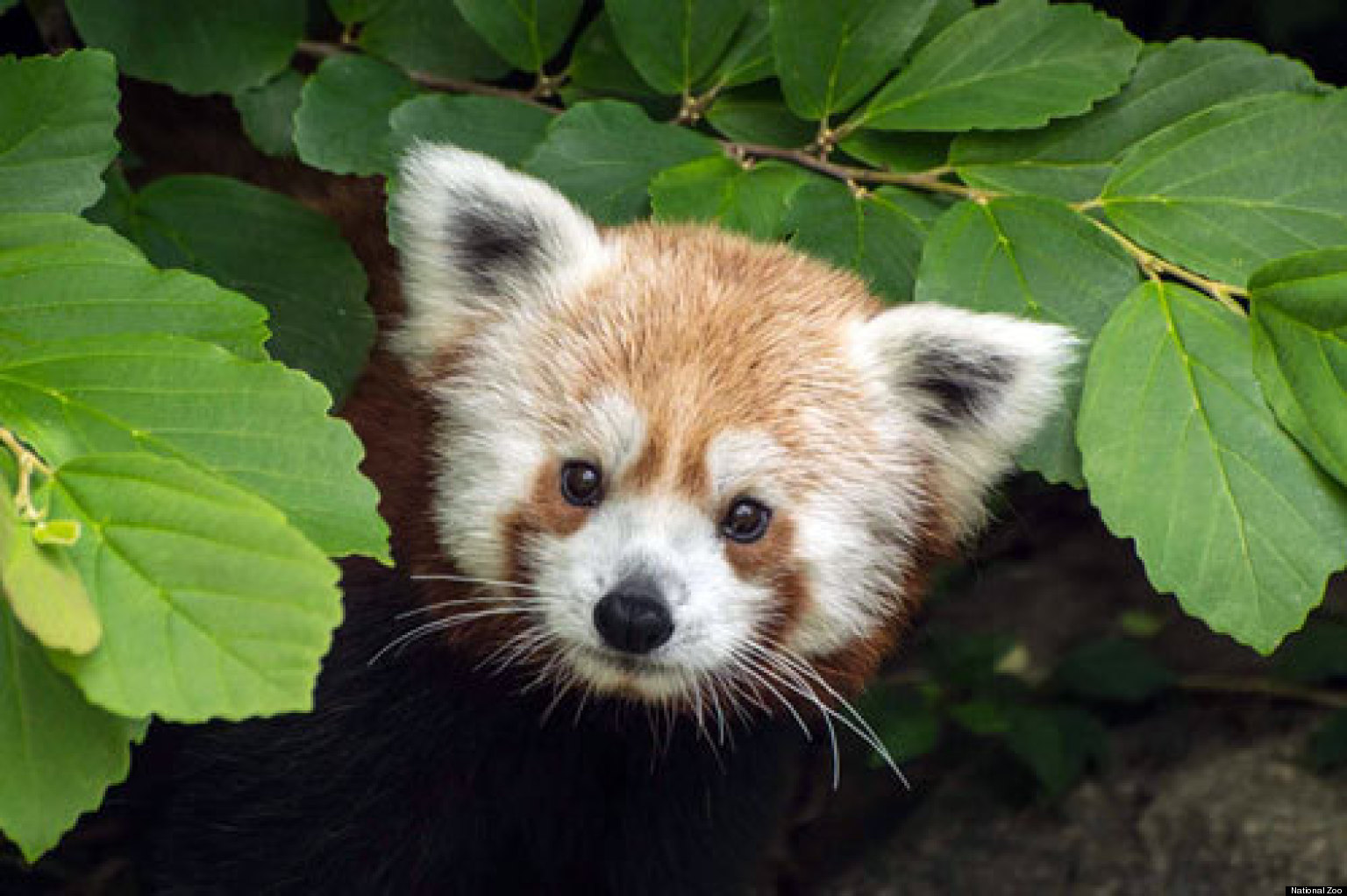 Rusty, The National Zoo's Adorable New Red Panda, Makes Debut (PHOTOS