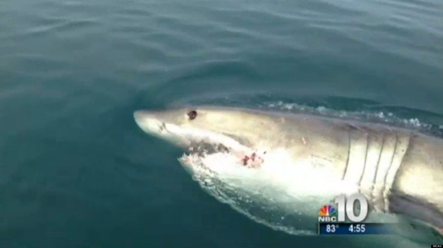 Great White Shark Seen Off New Jersey Coast (VIDEO) HuffPost