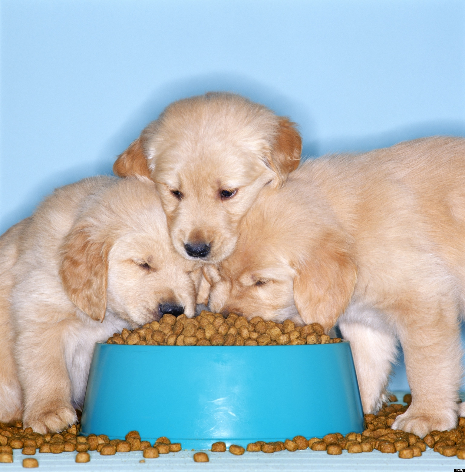 How Big Is Your Pet s Food Bowl HuffPost