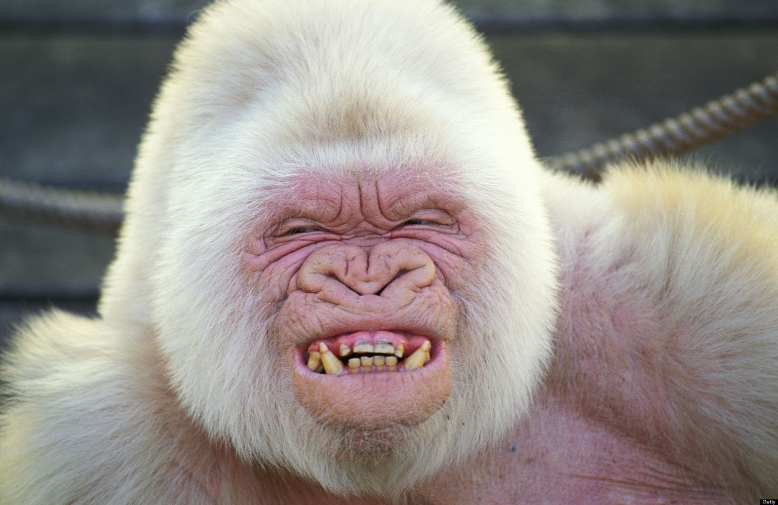 real albino gorilla