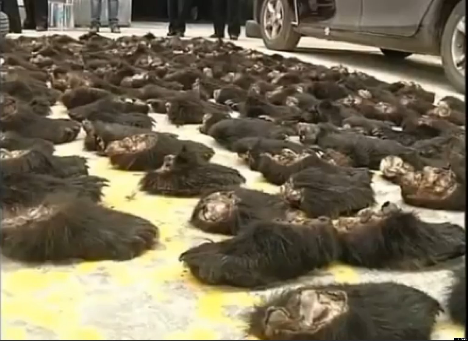 213 Smuggled Bear Paws Intercepted At Chinese Border (VIDEO) | HuffPost