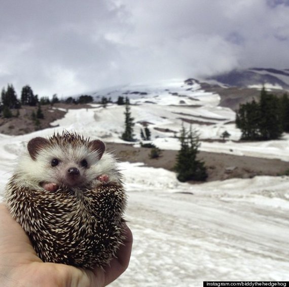 Biddy The Hedgehog's Travel Photos Are Our New Favourite Thing (PICTURES)