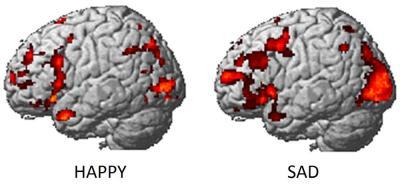 brain