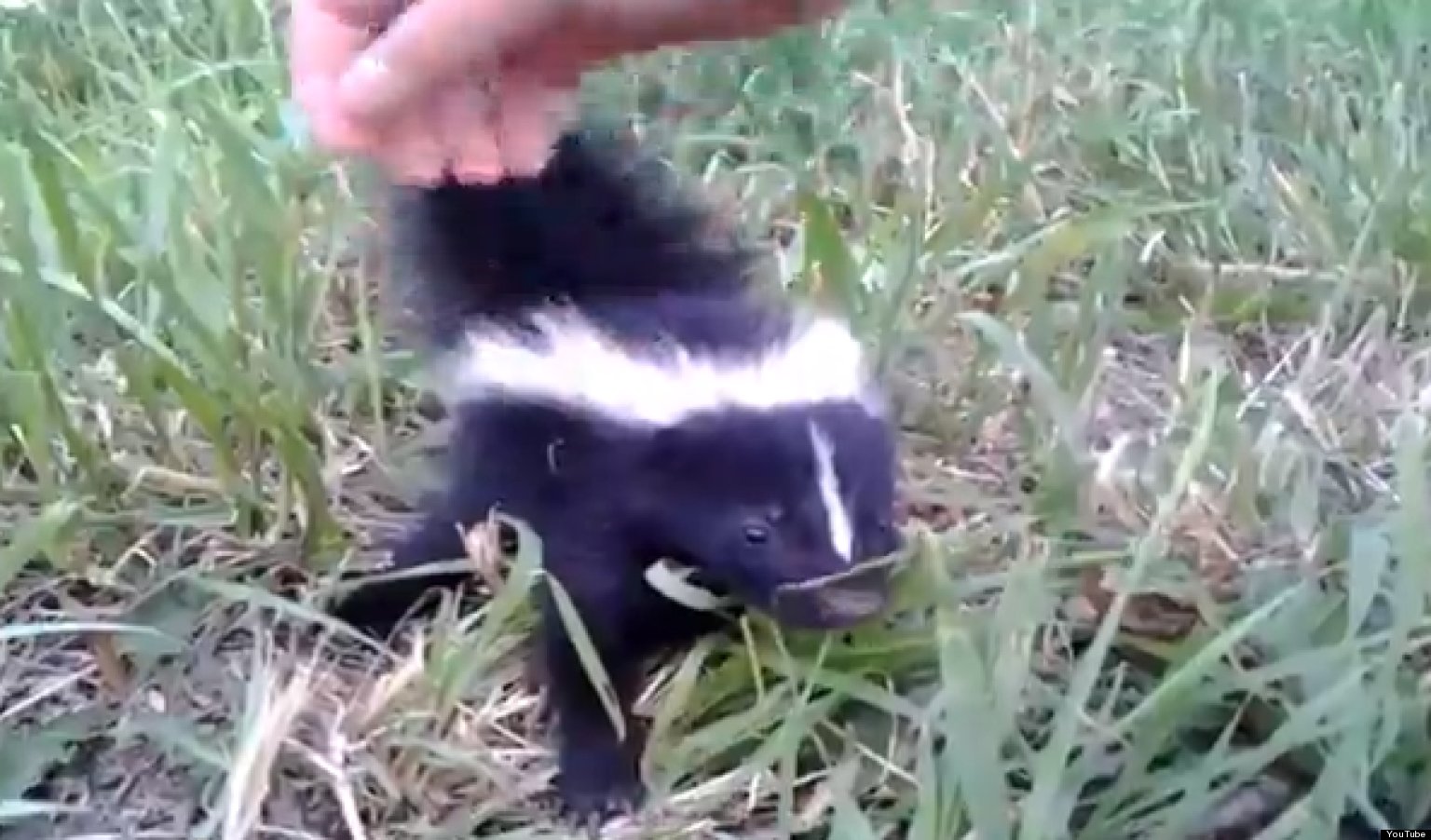 Overly Attached Baby Skunk Has So Much Love To Give (VIDEO) | HuffPost