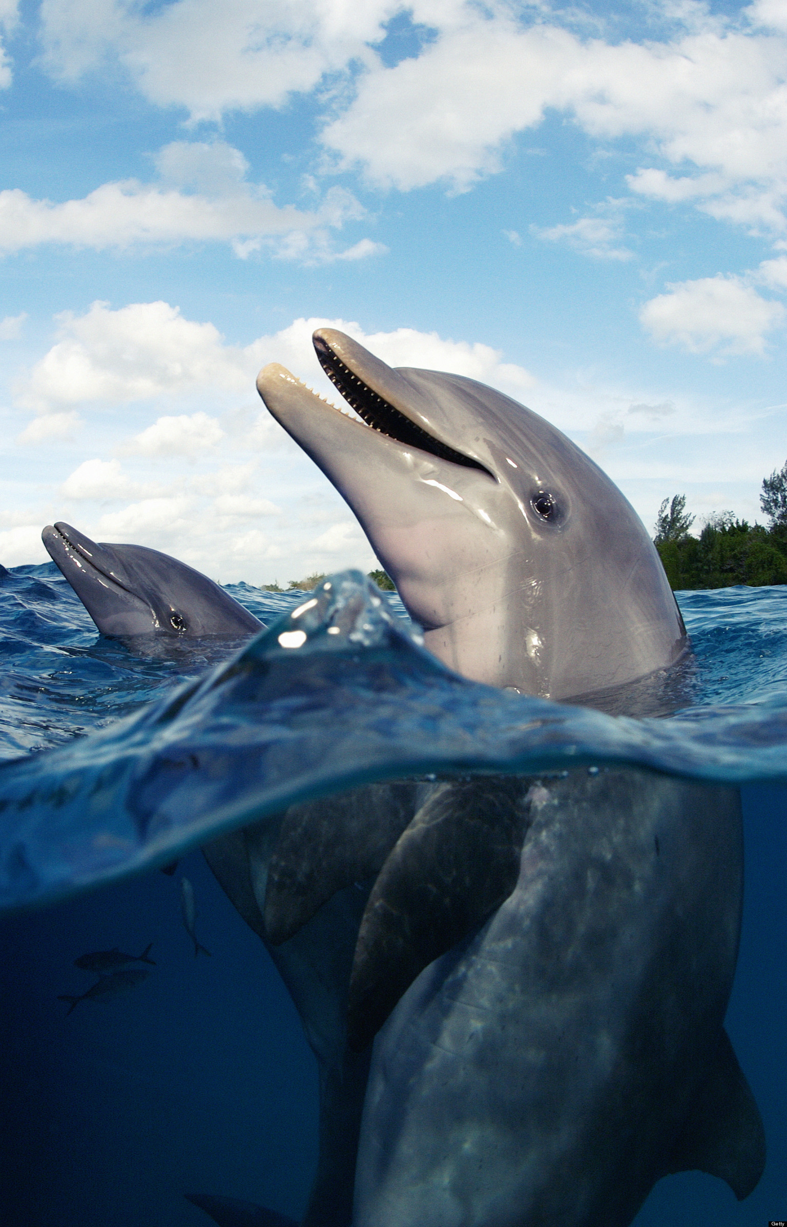 Florida 39 s Indian River Lagoon Is - O INDIAN RIVER LAGOON Facebook 
