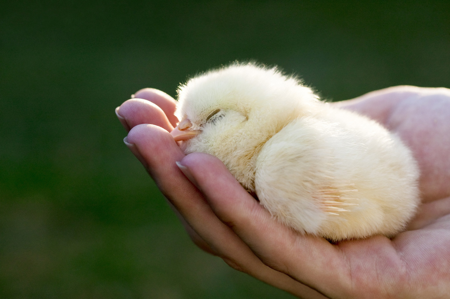 distress-calls-from-baby-chicks-predict-the-health-of-the-whole-flock