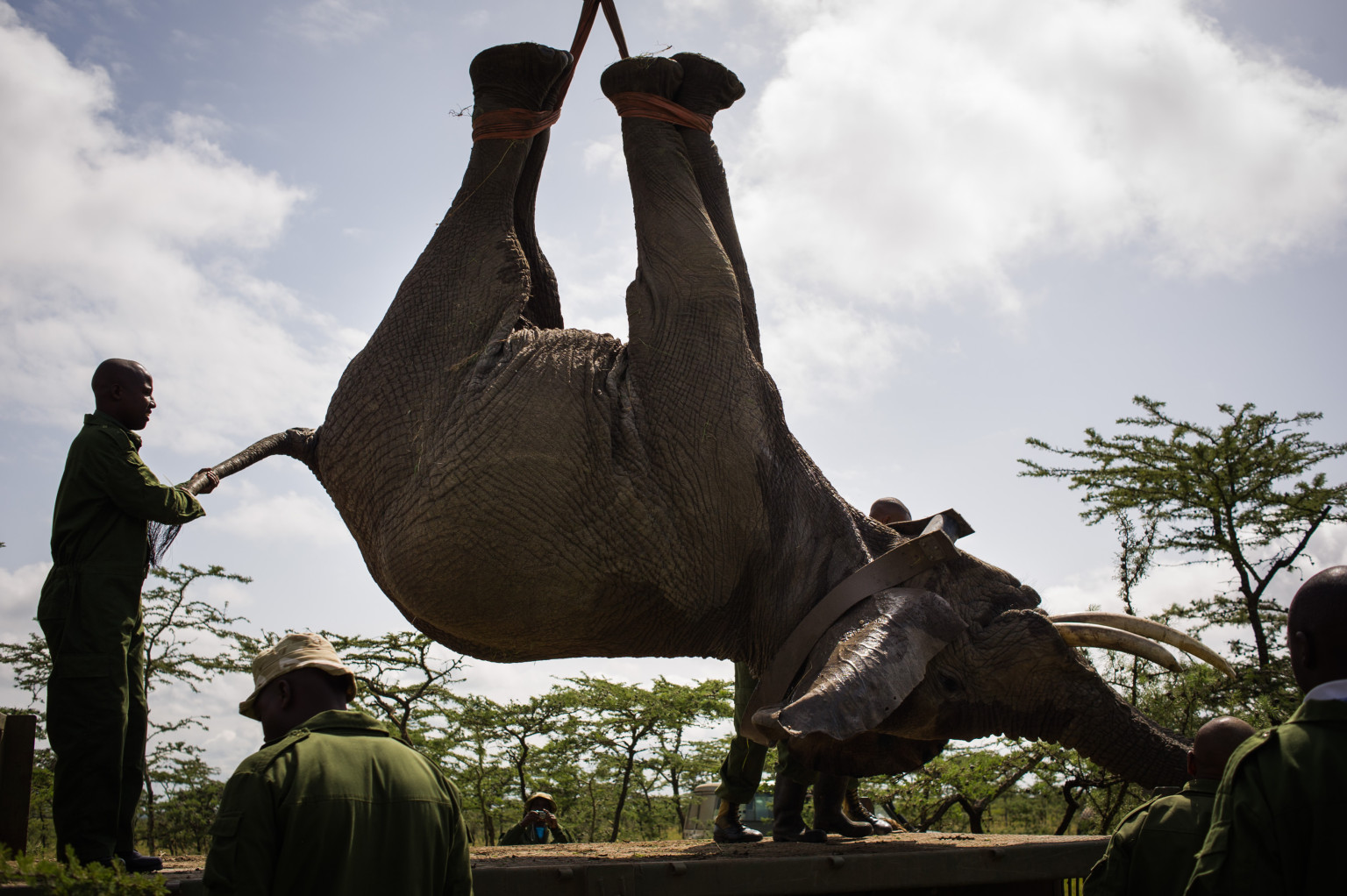 'Rogue' Elephants In Kenya Moved To Meru National Park (PHOTOS) HuffPost