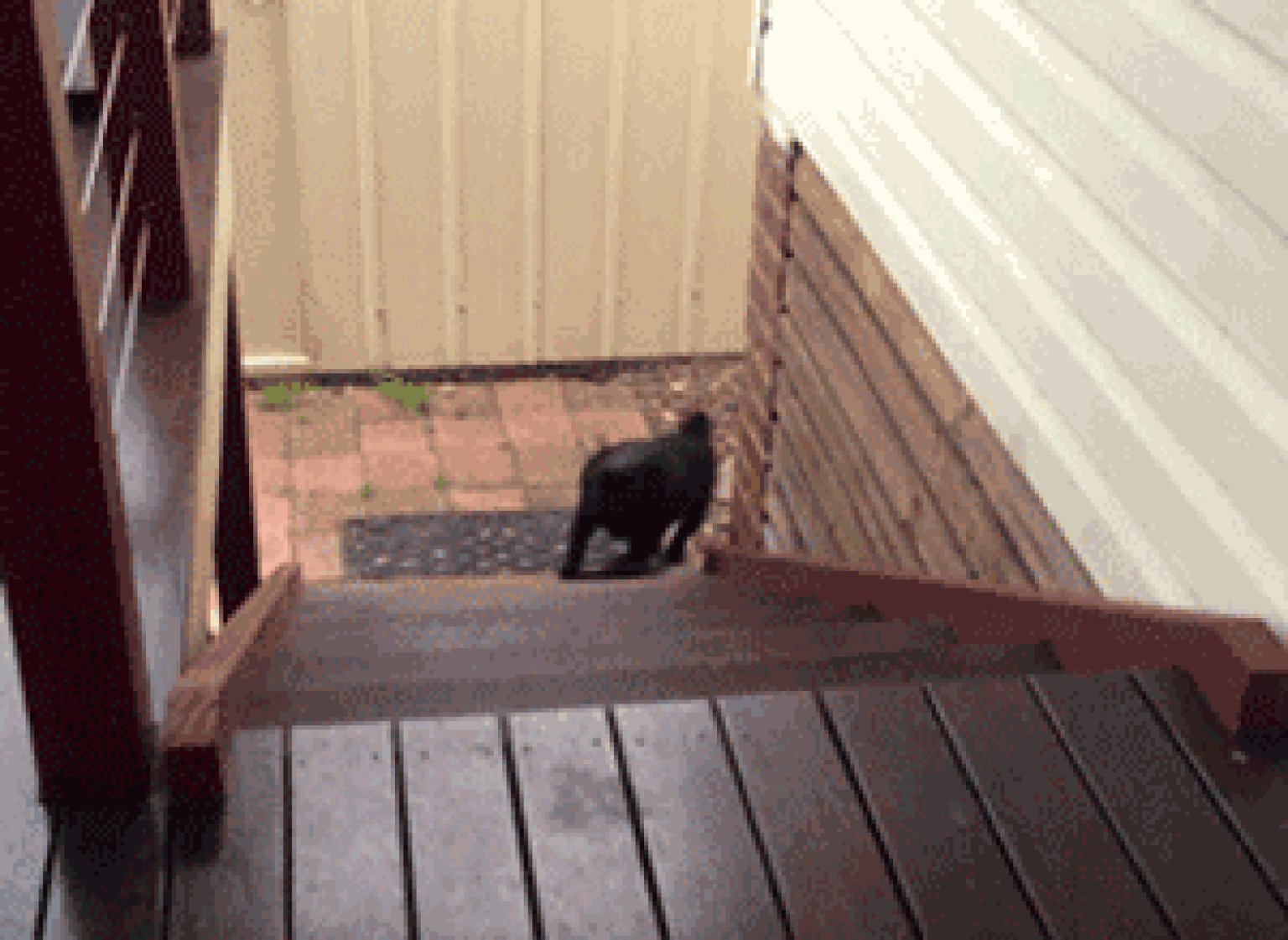 11 Dogs Vs. Stairs GIFs (PHOTOS) HuffPost