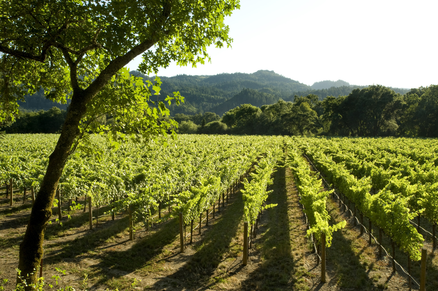 A Guide to Wine Tasting New Zealand HuffPost