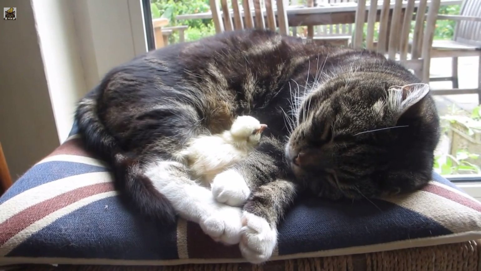 Chick Sleeps On Cat Friend During The Cutest Nap Ever Video Huffpost