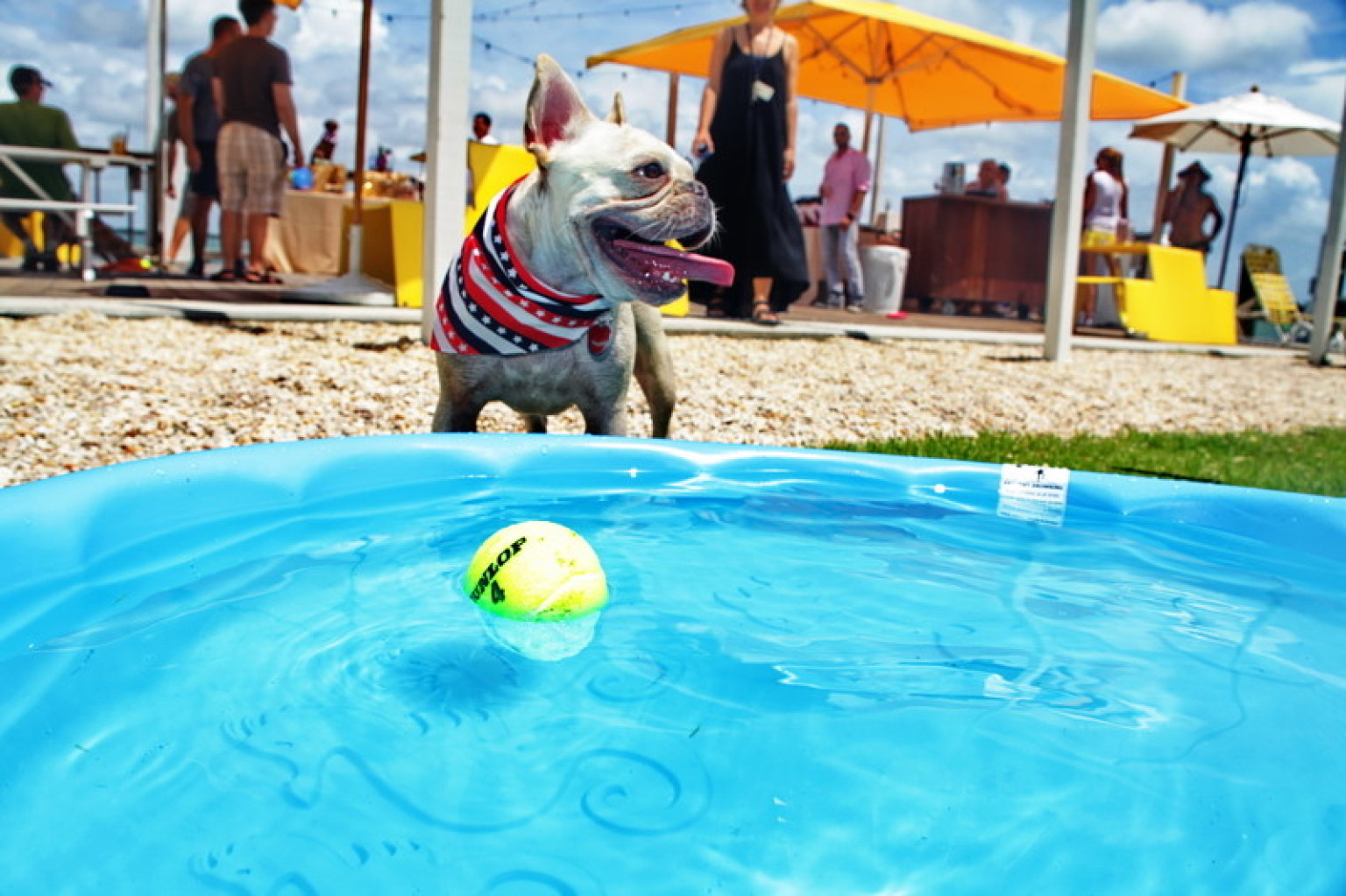 Dog Brunch At The Standard Miami Brings The Cuteness (JIPSY PHOTOS) HuffPost