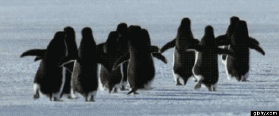 running penguins gif