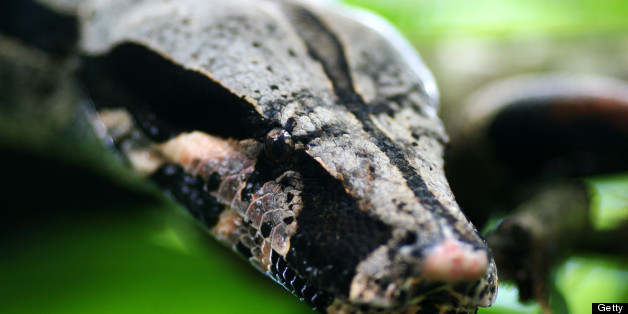Boa Constrictor