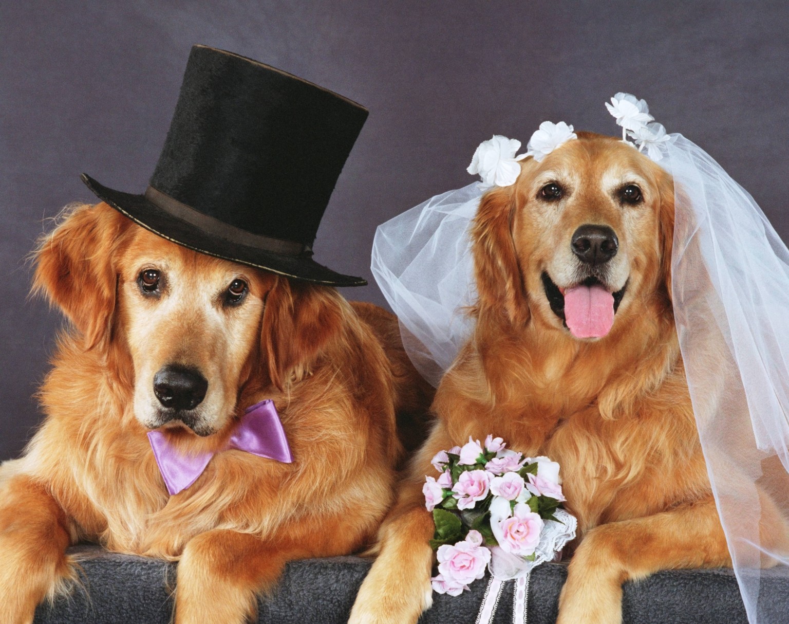 10 Things I Learned From My Dog's Fundraiser Wedding | HuffPost