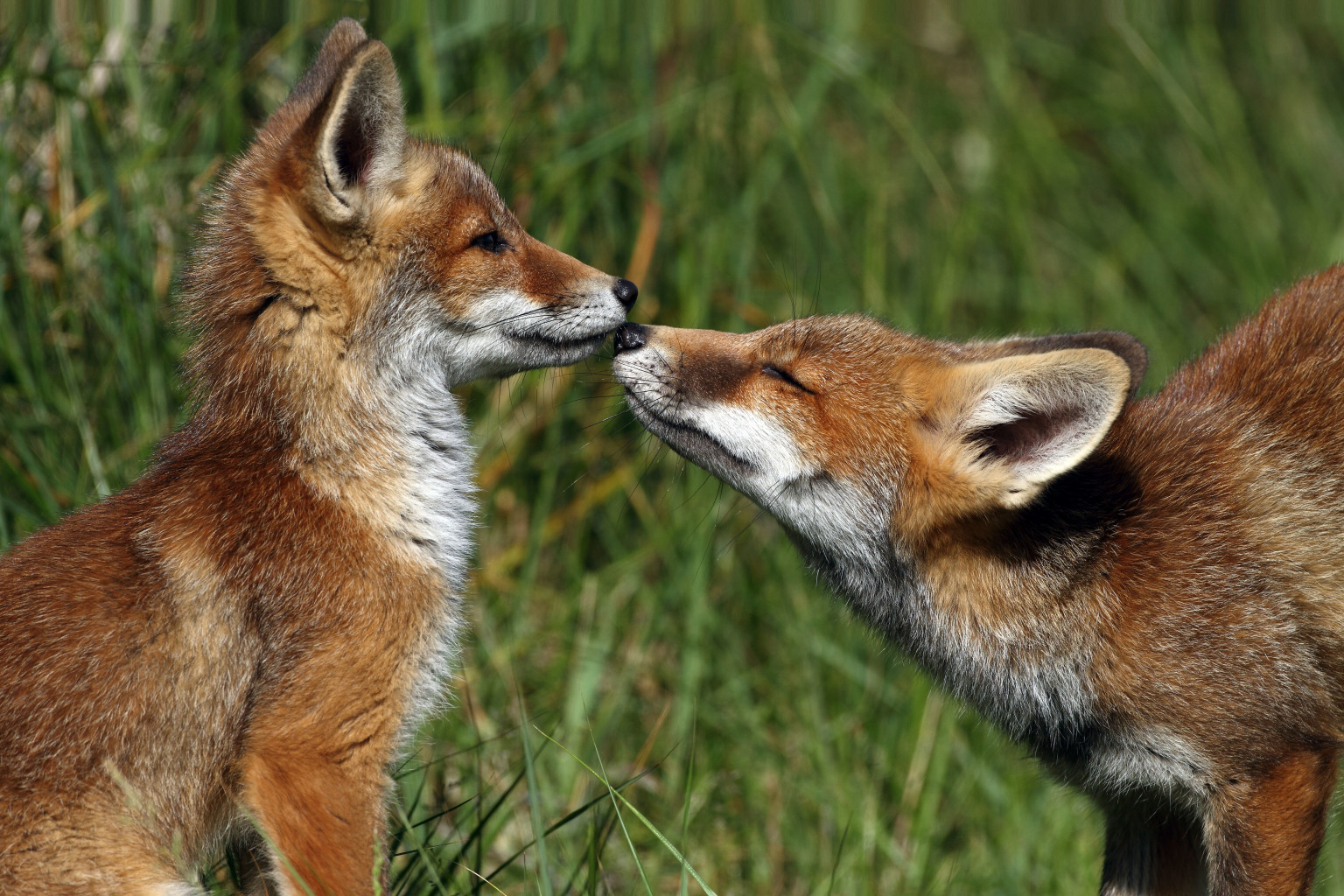 9 Illinois Critters That Could Be Lurking In Your Backyard | HuffPost