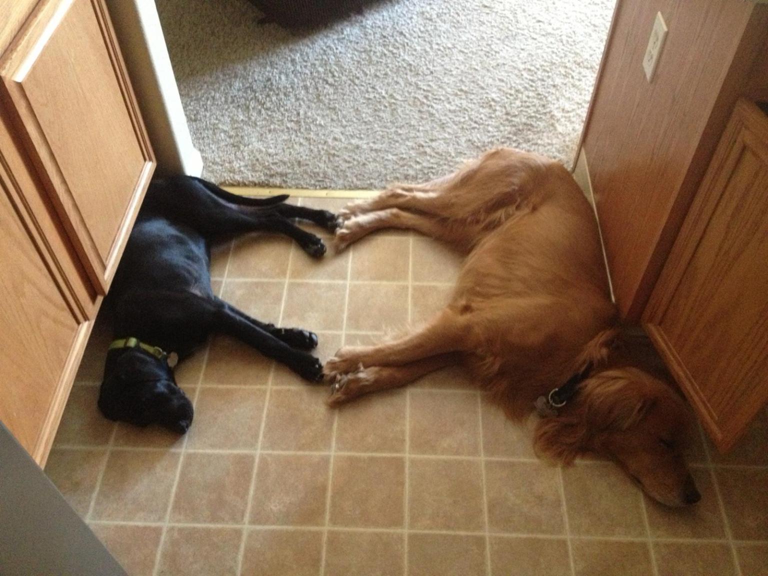 Two Dogs Form A Heart With Their Paws, Fill Us Up With Love (PHOTO