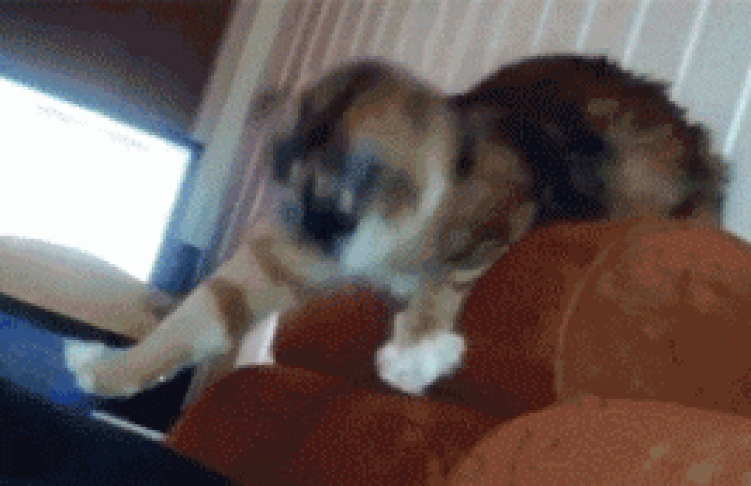 Funny Head-Shaking Cat Will Make You Laugh (VIDEO) | HuffPost