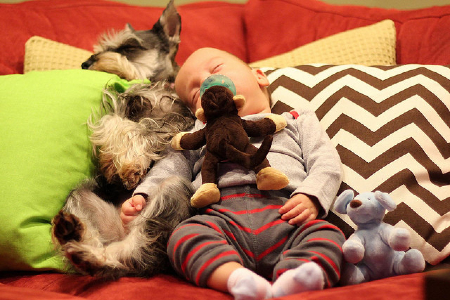 21 Reasons A Dog Is The Best Investment You Will Ever Make (PHOTOS