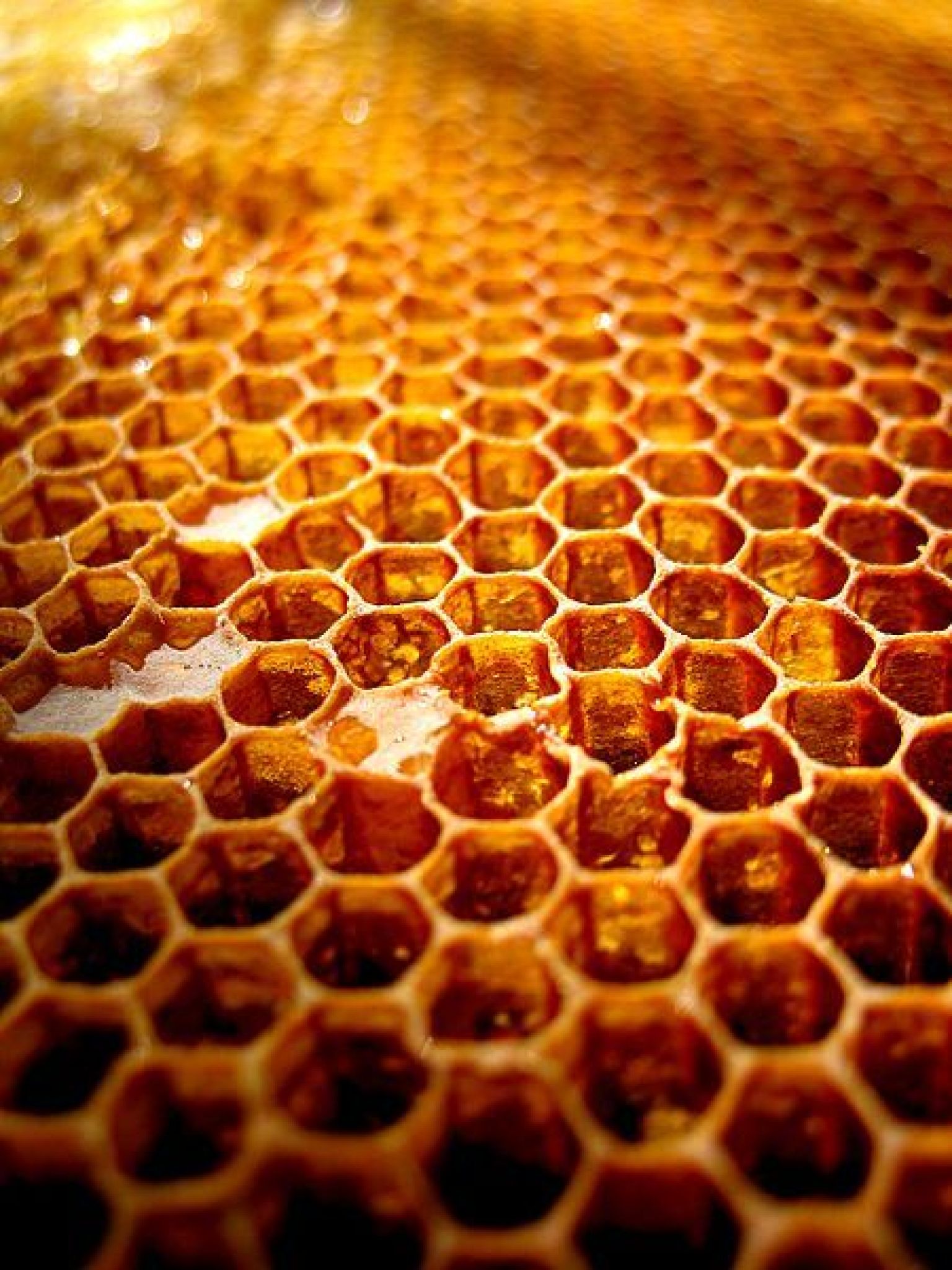 Honeycombs Build Themselves? Physics, Not Bees, May Deserve Credit For ...