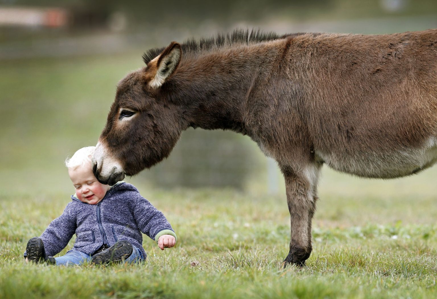 Miniature Donkeys Play With Adorable 15-Month-Old Boy (PHOTOS) | HuffPost