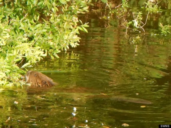 wild beaver